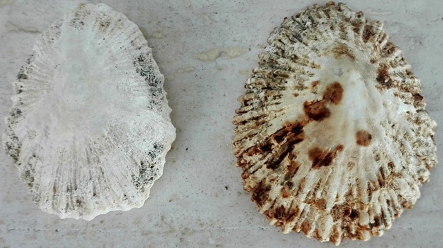 Gran canaria - PATELLE - specie da determinare